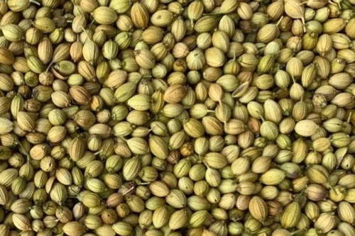 coriander1